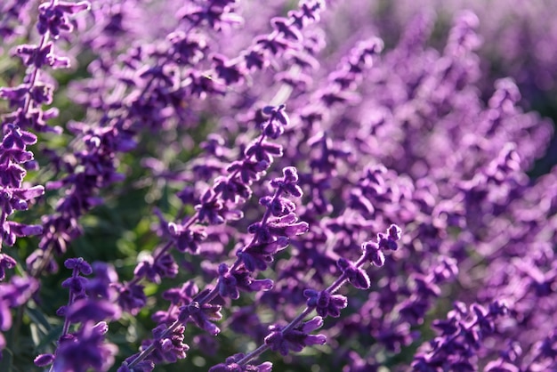 Fundo de closeup de lavanda roxa