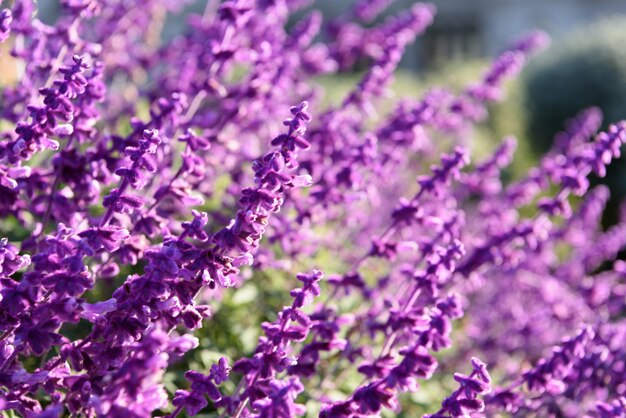 Fundo de closeup de lavanda roxa