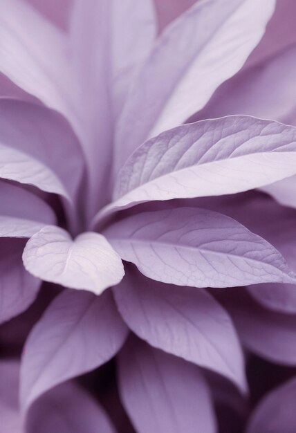 Fundo de cor lavanda com textura de flor