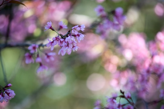 Fundo de flor rosa linda