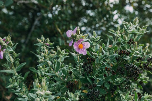 Fundo de flores silvestres