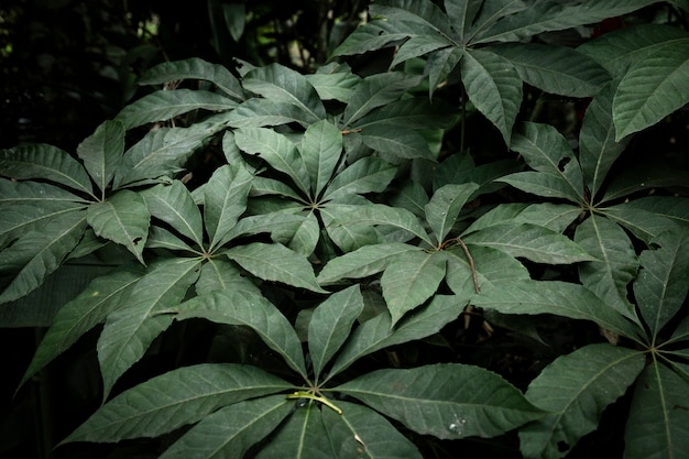 Fundo de folhas tropicais verdes