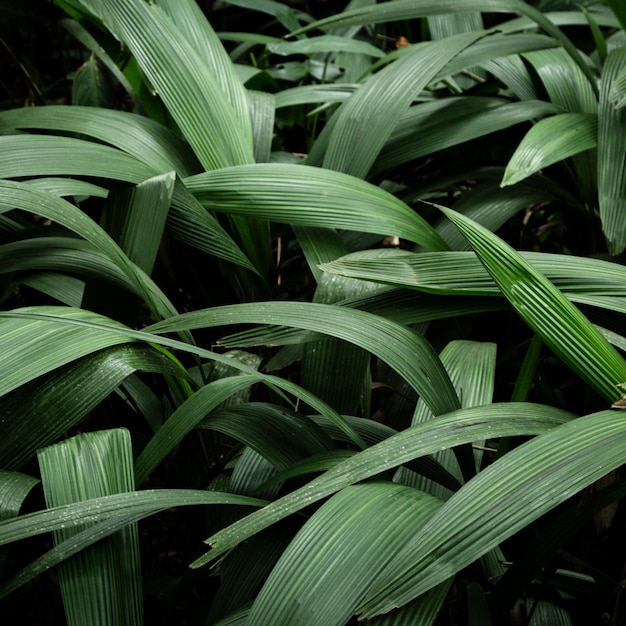 Fundo de folhas tropicais verdes