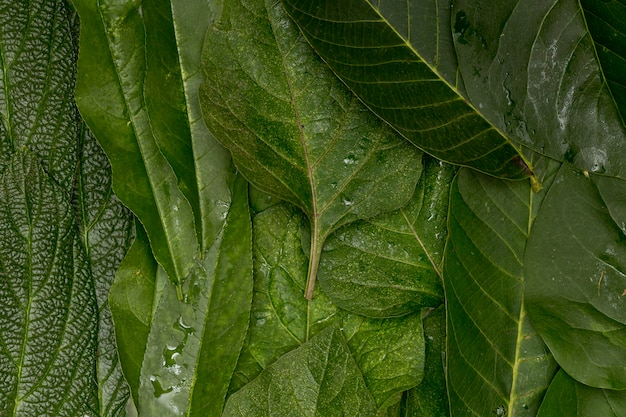 Fundo de folhas verdes close-up molhado