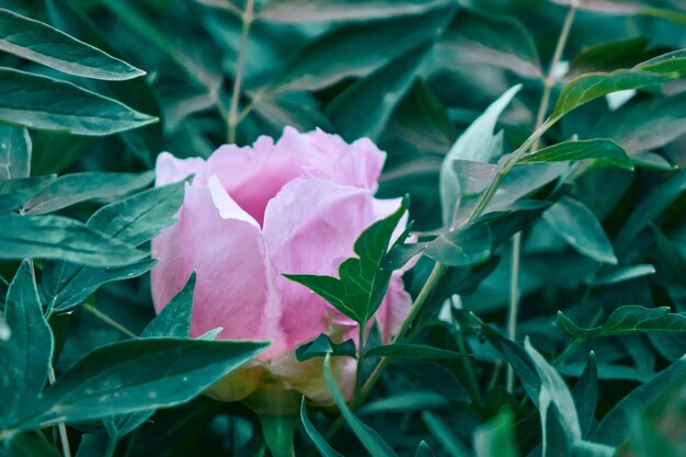 Fundo de folhas verdes de um arbusto florido com uma peônia de flor delicadamente rosa atirou com um foco suave em tempo nublado no verão na primavera