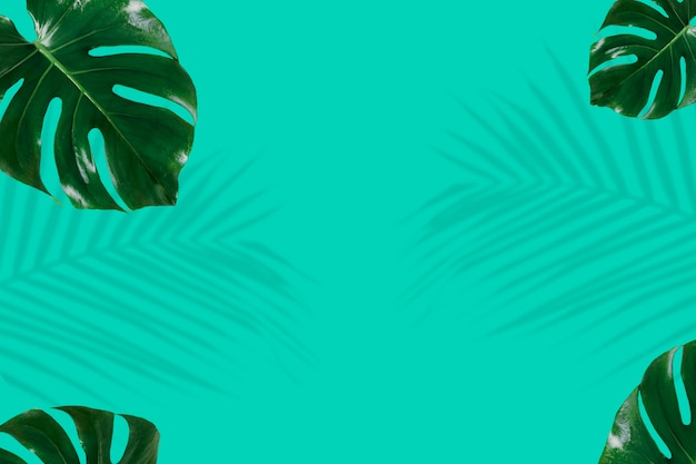 Fundo de folhas verdes frescas de Monstera