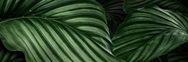 Fundo de folhas verdes naturais Calathea Orbifolia