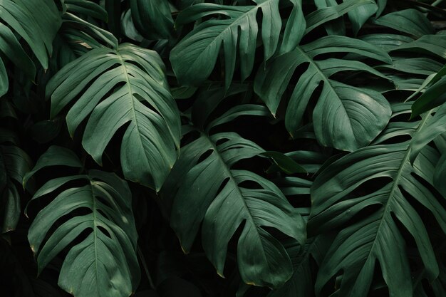 Fundo de folhas verdes tropicais