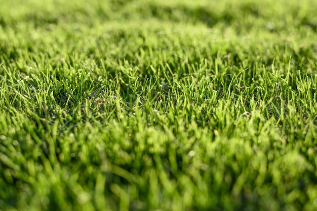 Fundo de grama verde