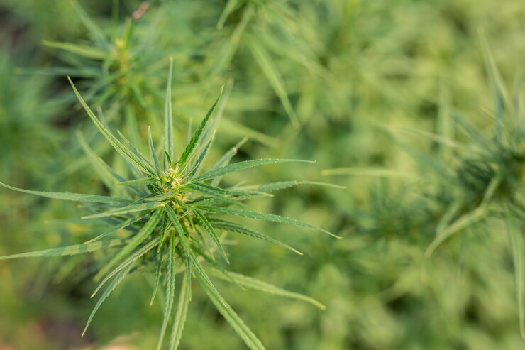 Foto grátis fundo de maconha verde.
