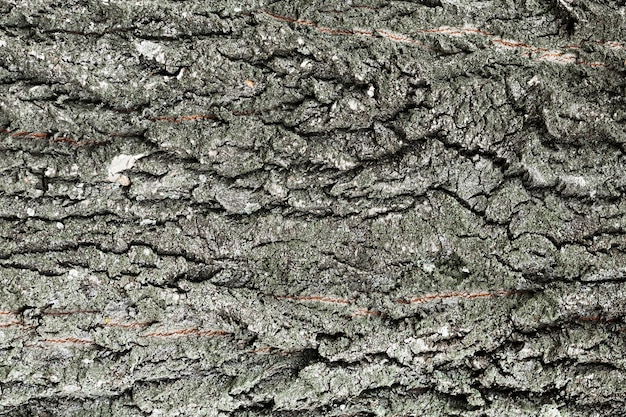 fundo de madeira de tronco de árvore em tons de cinza