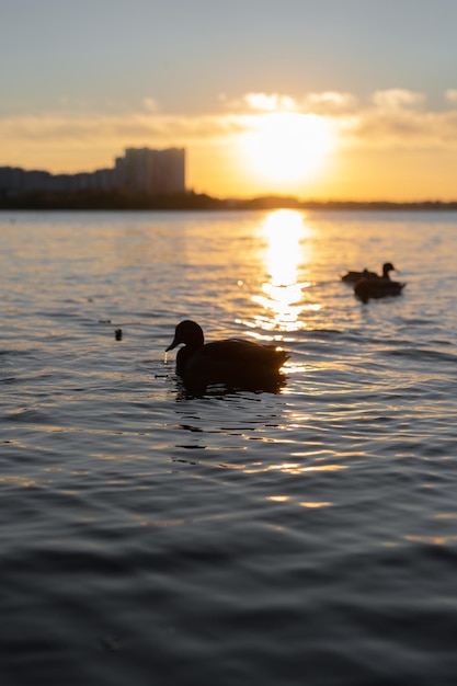 fundo de outono. patos na água do lago ao pôr do sol