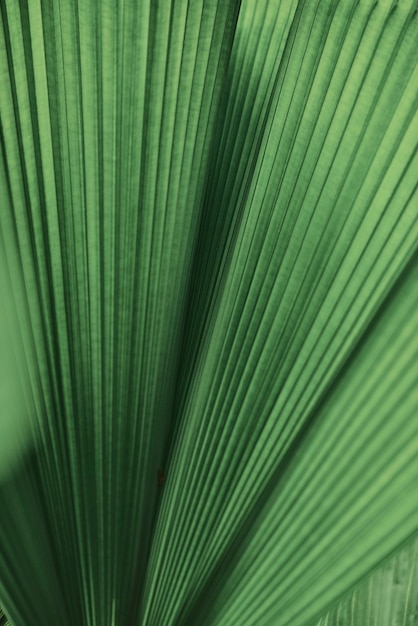 Fundo de palmeira com folhas onduladas