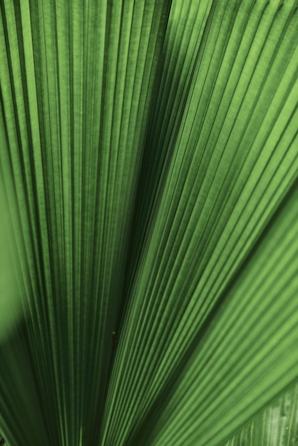 Fundo de palmeira com folhas onduladas