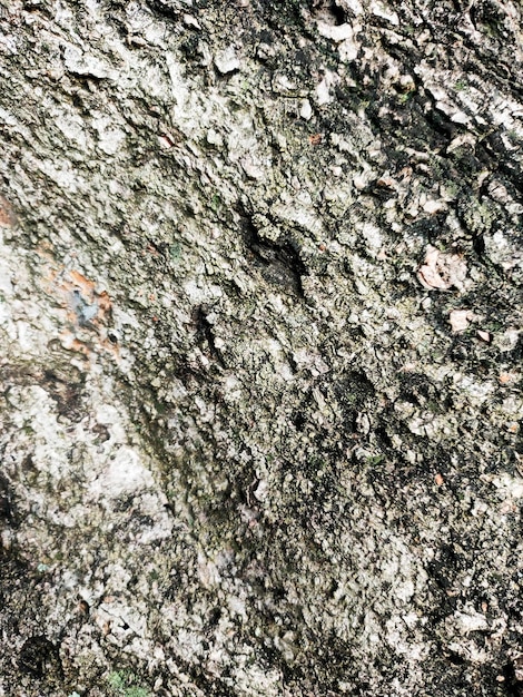 Foto grátis fundo de parede de textura de pedra