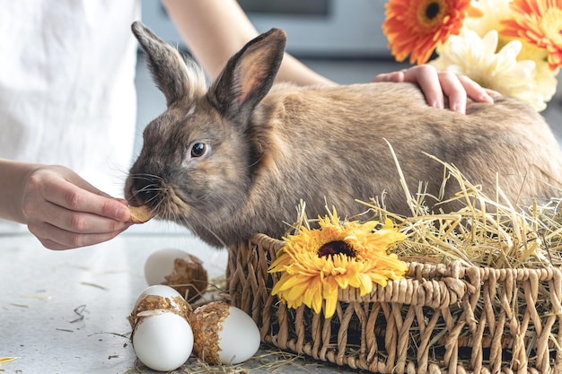 Foto grátis fundo de páscoa com um coelho em uma cesta com flores frescas