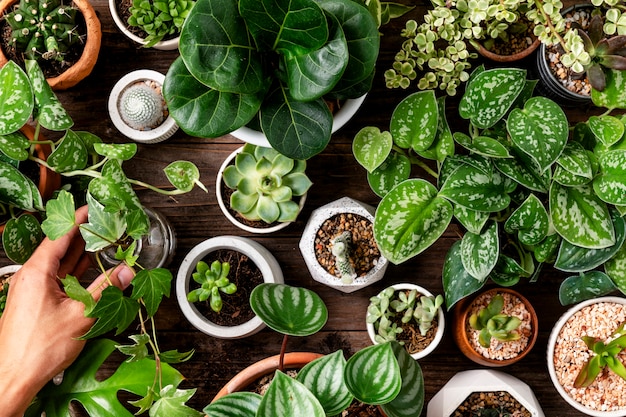 Fundo de planta de casa verde para amantes de plantas