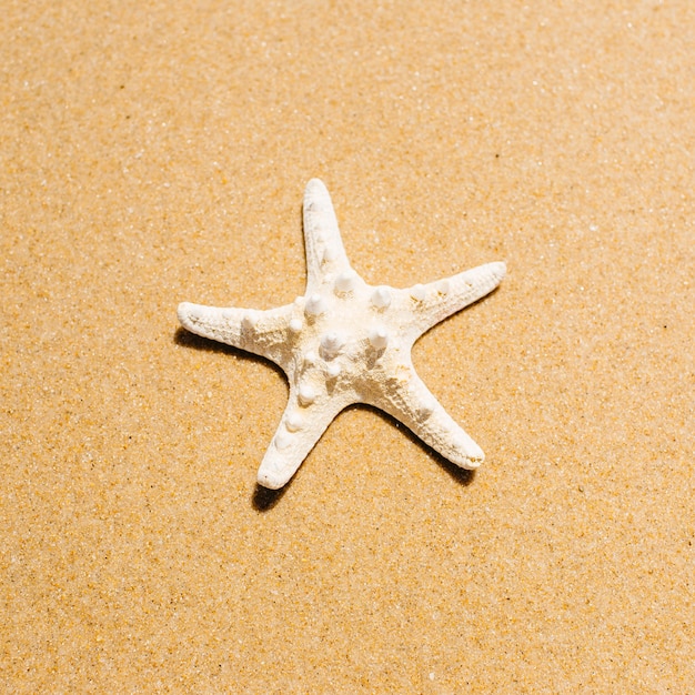 Fundo de praia com close-up da estrela do mar