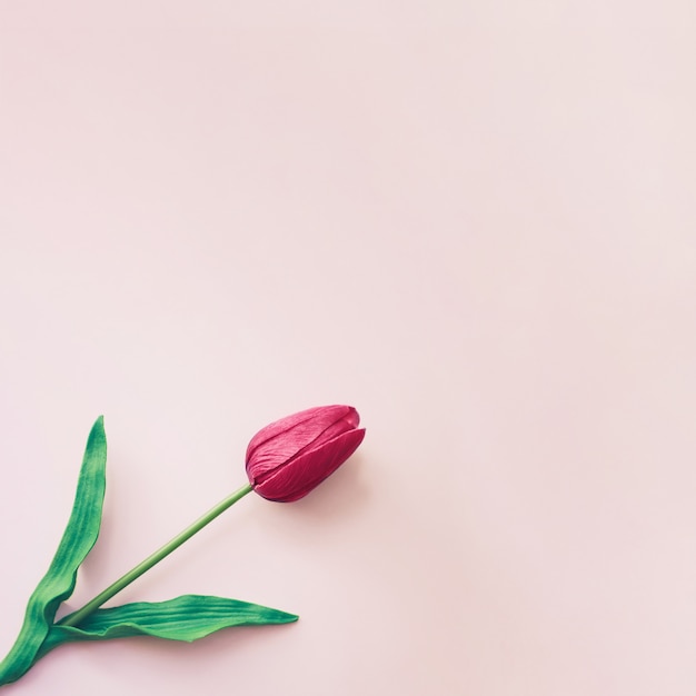 Fundo de tulipa vermelha minimalista linda