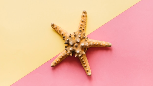 Fundo de verão com estrela do mar