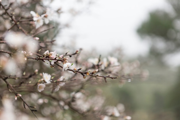 Fundo desfocado com galhos em flor