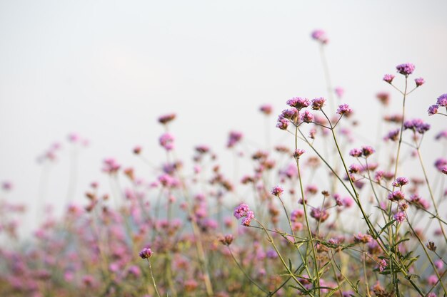 Fundo flor rosa linda.