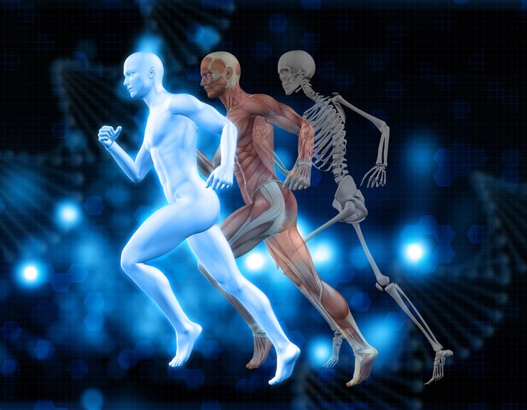 Foto grátis fundo médico 3d com figuras masculinas em pose de funcionamento com o mapa do músculo e esqueleto