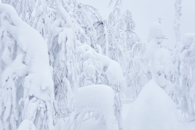 Fundo natural - árvores de uma floresta de montanha após uma nevasca Foto Premium