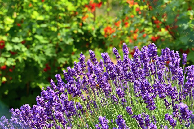 Fundo natural bonito em um jardim com uma flor de florescência da alfazema.