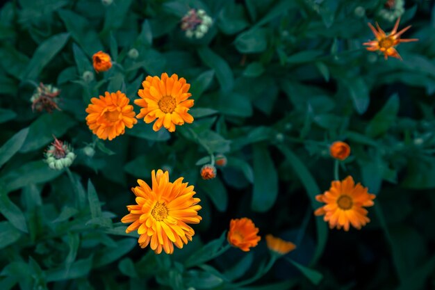 Fundo natural com flores laranja brilhantes entre a folhagem