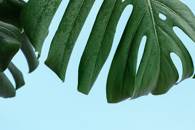 Fundo natural com folha tropical monstera close-up.