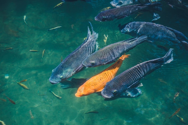 Fundo natural Lago com peixes coloridos