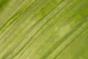 Foto grátis fundo orgânico de textura de folha em close-up