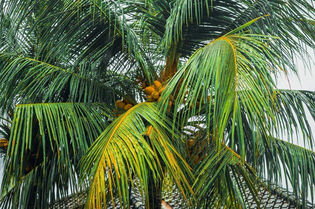 fundo tropical, palmas das mãos contra o céu