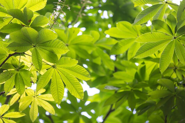 Fundo verde da folha na floresta.