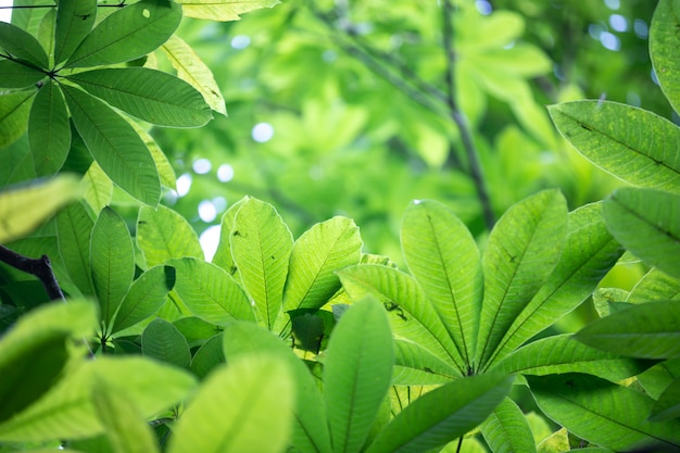 Fundo verde da folha na floresta.