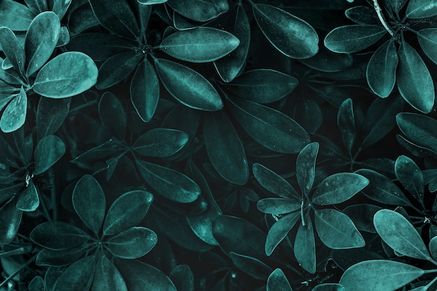 Foto grátis fundo verde natural fresco de schefflera arboricola
