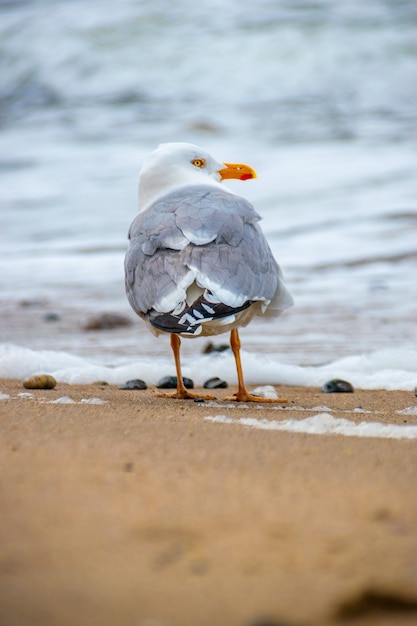 Foto grátis gaivota caminhando na areia da praia