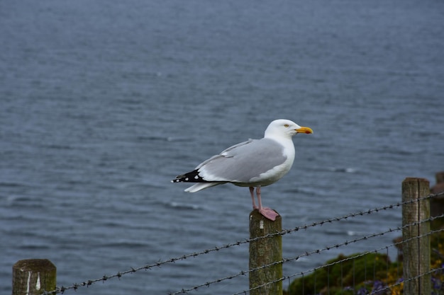Gaivota grande empoleirada em uma cerca acima do Mar da Irlanda.