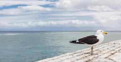 Foto grátis gaivota isolada no alto de uma parede de pedra do porto com vista para o mar na cidade do cabo, áfrica do sul