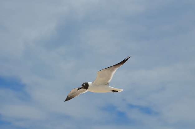 Gaivota voando nos céus em um dia cheio de nuvens.