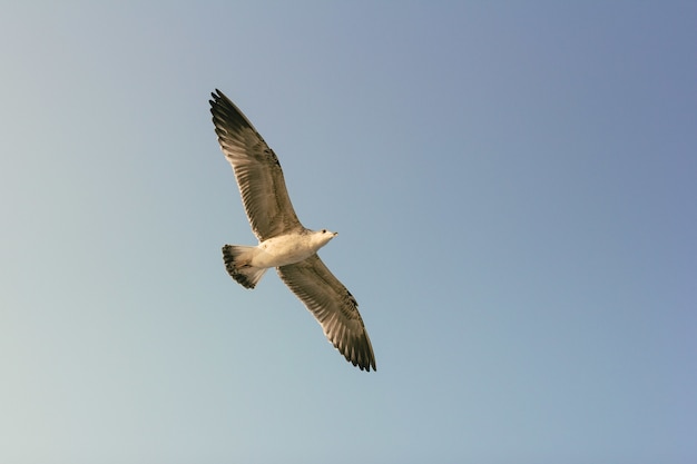 Foto grátis gaivota voando