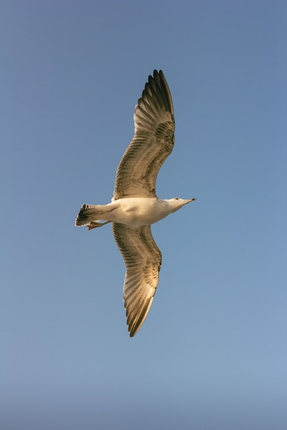 Foto grátis gaivota voando