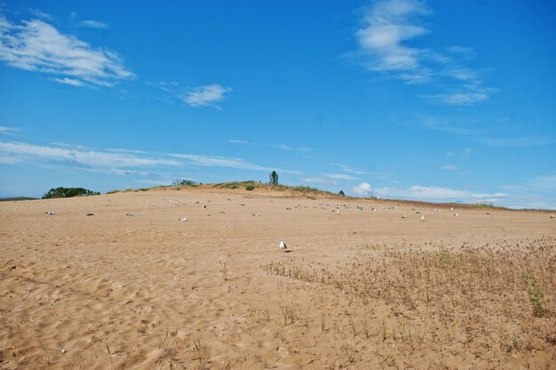 Gaivotas em Sunny Beach no Mar Negro na Bulgária Férias de férias de verão