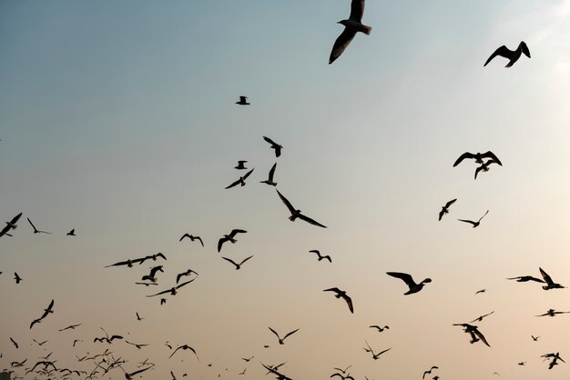 Gaivotas voadoras perto de Mangrove Forest Natural