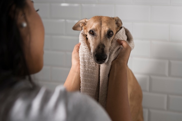 Foto grátis galgo tomando banho