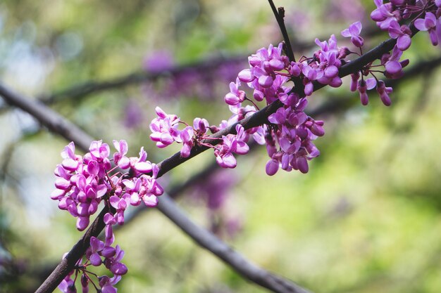 Galho com flores