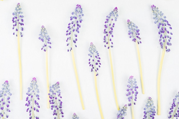 Foto grátis galho de flor roxo rímel em fundo branco