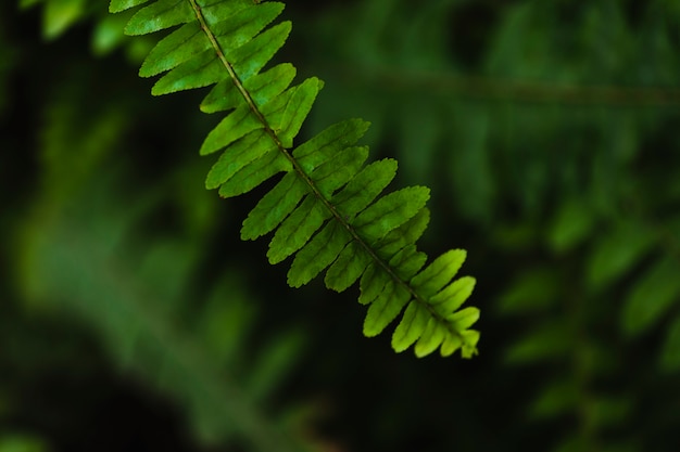 Galho de samambaia close-up