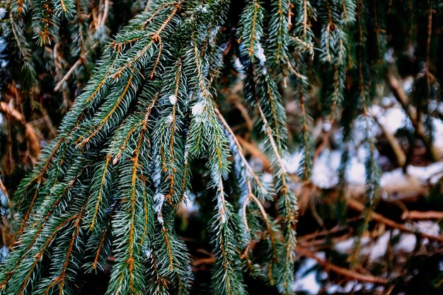 Galho de um pinheiro com neve